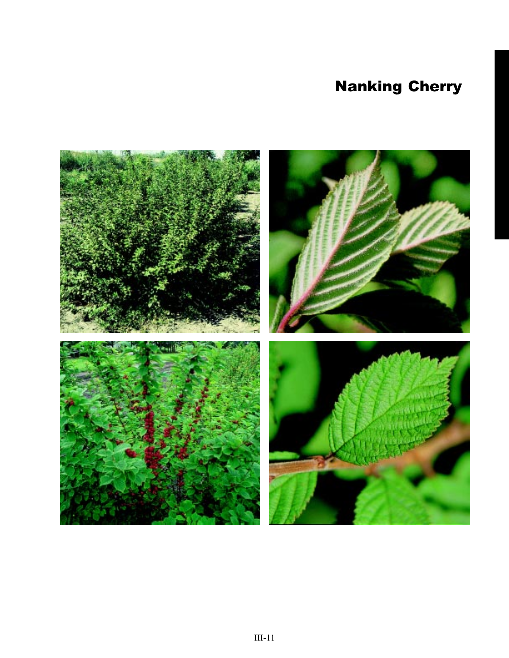 Nanking Cherry