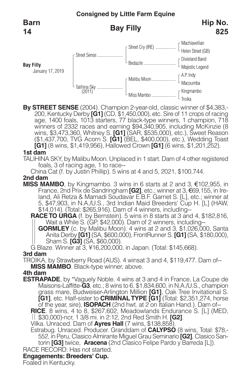 Bay Filly Barn 14 Hip No