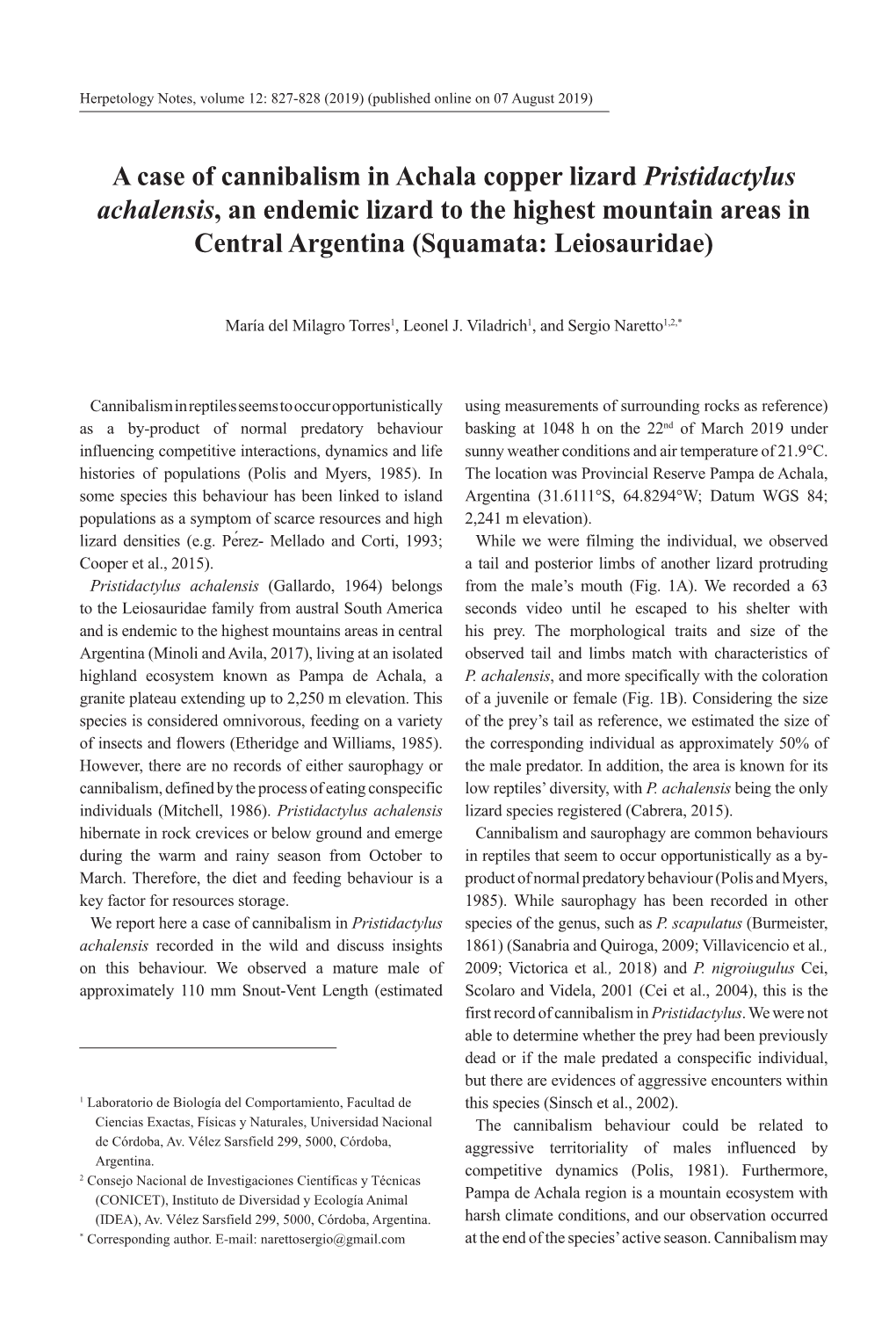 A Case of Cannibalism in Achala Copper Lizard Pristidactylus Achalensis, an Endemic Lizard to the Highest Mountain Areas in Central Argentina (Squamata: Leiosauridae)