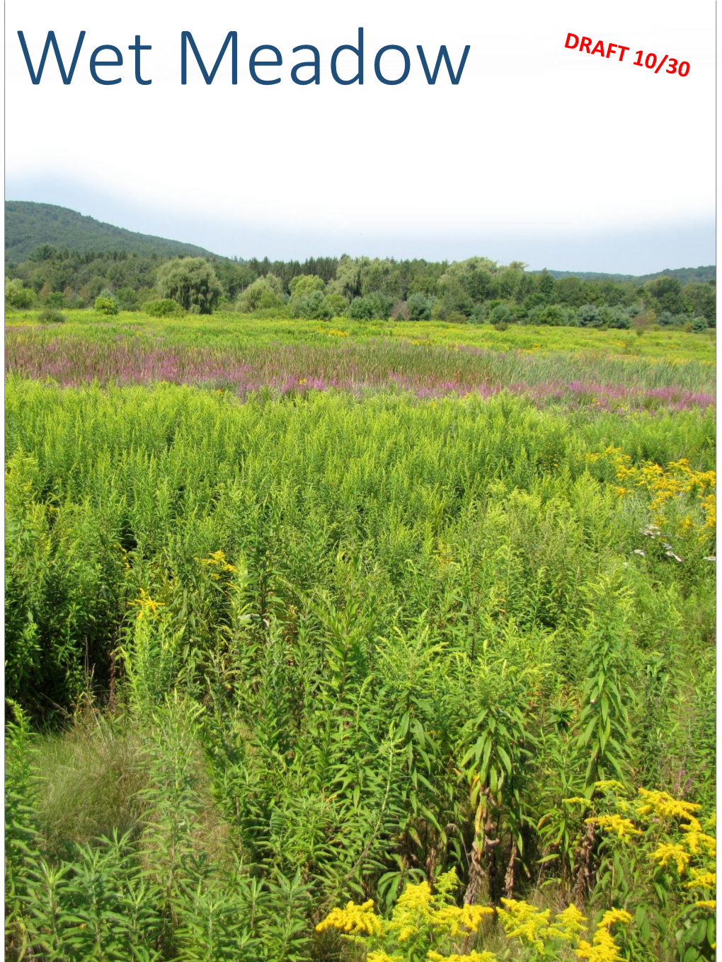 Wet Meadow Wetland: Wet Meadow