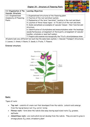Structure of Flowering Plants 3.2 Organisation & the Vascular