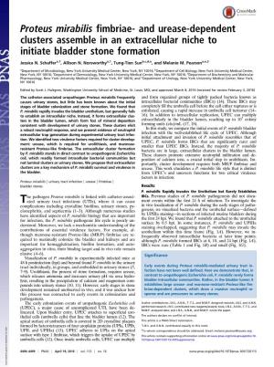 Proteus Mirabilis Fimbriae- and Urease-Dependent Clusters Assemble in an Extracellular Niche to Initiate Bladder Stone Formation