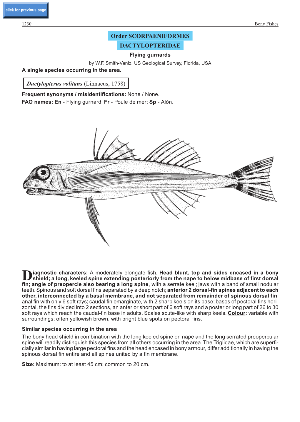 Order SCORPAENIFORMES DACTYLOPTERIDAE Dactylopterus Volitans (Linnaeus, 1758)