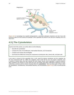 4.5 the Cytoskeleton