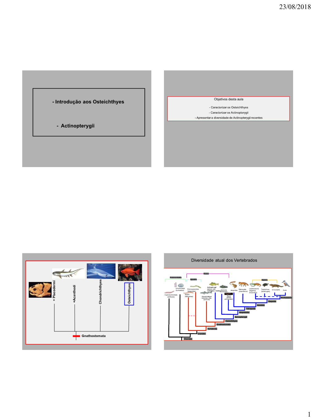 Introdução Aos Osteichthyes - Caracterizar Os Osteichthyes - Caracterizar Os Actinopterygii - Apresentar a Diversidade De Actinopterygii Recentes - Actinopterygii