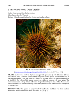 Echinometra Viridis (Reef Urchin)