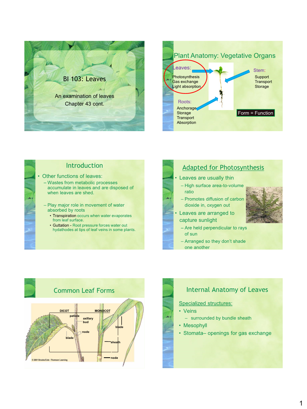 BI 103: Leaves Plant Anatomy: Vegetative Organs Introduction