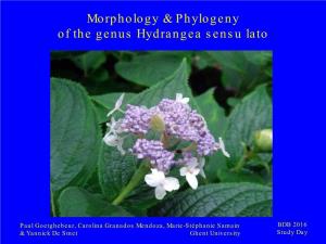 Morphology & Phylogeny of the Genus Hydrangea Sensu Lato
