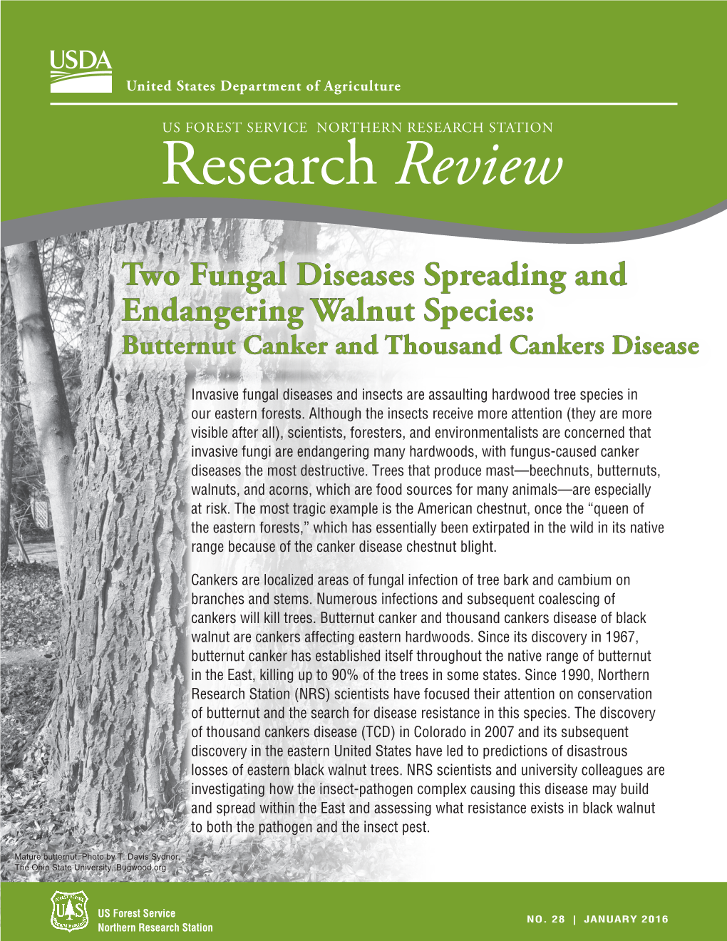 Butternut Canker and Thousand Cankers Disease