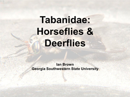 Tabanidae: Horseflies & Deerflies