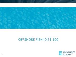 Top 51-100 Offshore Fish Flash Cards