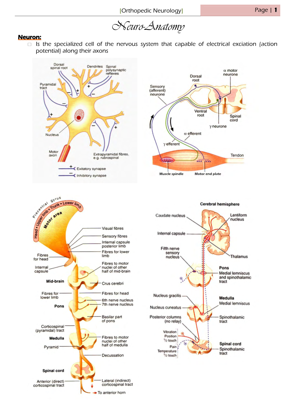 Orthopedic Neurology] Page | 1