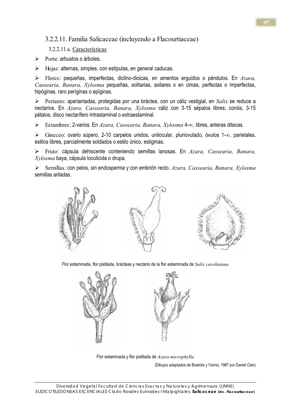 3.2.2.11. Familia Salicaceae (Incluyendo a Flacourtiaceae) 3.2.2.11.A