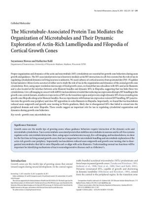 The Microtubule-Associated Protein Tau Mediates the Organization Of