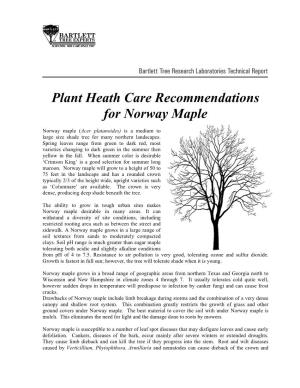 Plant Heath Care Recommendations for Norway Maple
