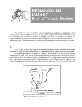 ENTOMOLOGY 322 LABS 6 & 7 External Thoracic Structure