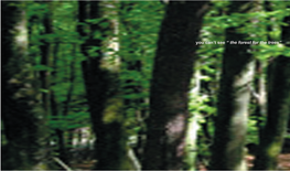 The Forest for the Trees Catalogue