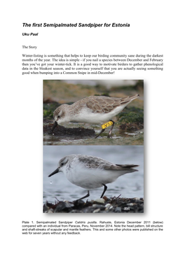 The First Semipalmated Sandpiper for Estonia