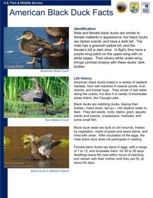 American Black Duck Facts