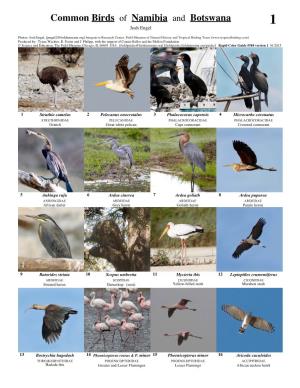 Common Birds of Namibia and Botswana 1 Josh Engel