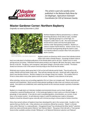 Master Gardener Corner: Northern Bayberry Originally Run Week of December 6, 2016