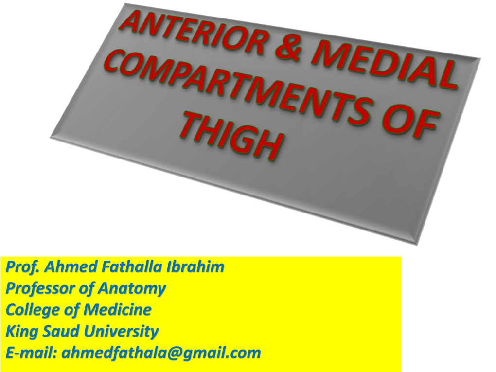 Medial Compartment of Thigh