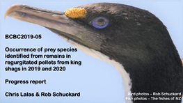 Determining the Diet of New Zealand King Shag Using DNA Metabarcoding