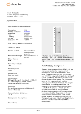 Oxdc Antibody Rabbit Polyclonal Antibody Catalog # ABV11223