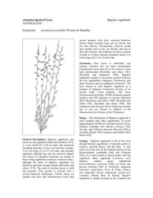 Artemisa Bigelovii Gray Bigelow Sagebrush ASTERACEAE
