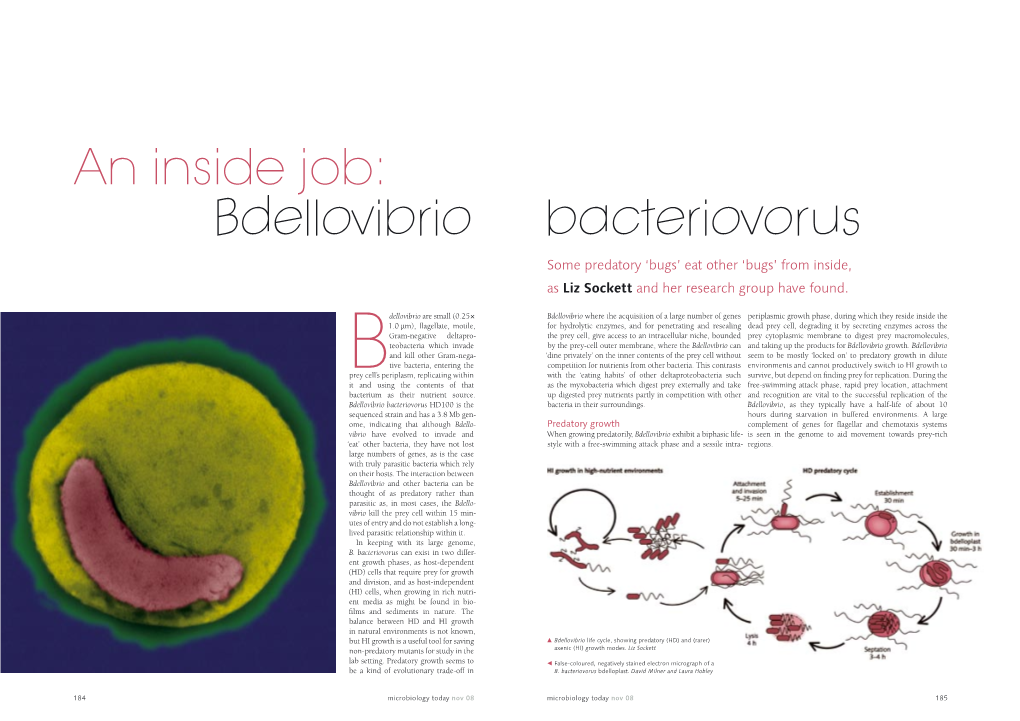 An Inside Job: Bdellovibrio Bacteriovorus Some Predatory ‘Bugs’ Eat Other ‘Bugs’ from Inside, As Liz Sockett and Her Research Group Have Found