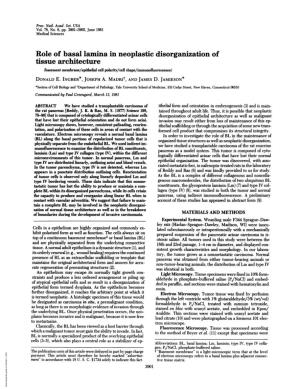 Role of Basal Lamina in Neoplastic Disorganization of Tissue Architecture (Basement Membrane/Epithelial Cell Polarity/Cell Shape/Immunofluorescence) DONALD E
