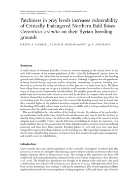 Patchiness in Prey Levels Increases Vulnerability of Critically Endangered Northern Bald Ibises Geronticus Eremita on Their Syrian Breeding Grounds
