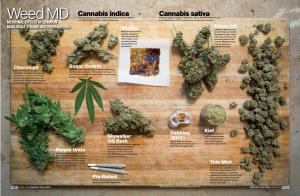Cannabis Indica Cannabis Sativa Weed MD Produces Physical, Sedative Effects.Recommended for Nighttime Produces a More "Cerebral" Effect Than Indica