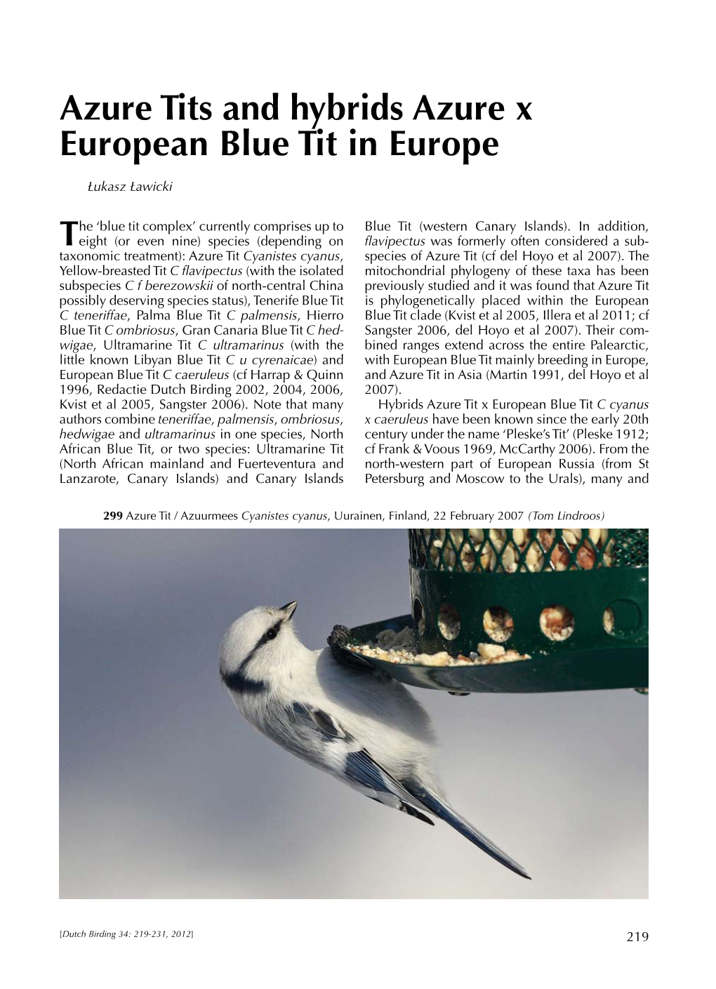 Azure Tits and Hybrids Azure X European Blue Tit in Europe