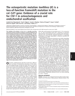 The Osteopetrotic Mutation Toothless (Tl) Is a Loss-Of-Function Frameshift Mutation in the Rat Csf1 Gene: Evidence of a Crucial