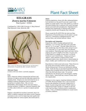 Eelgrass (Zostera Marina Linnaeus) Plant Fact Sheet