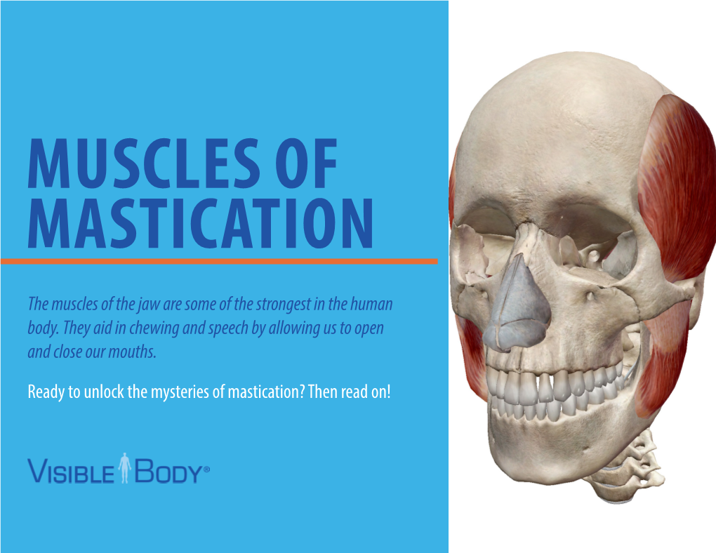 The Muscles of the Jaw Are Some of the Strongest in the Human Body