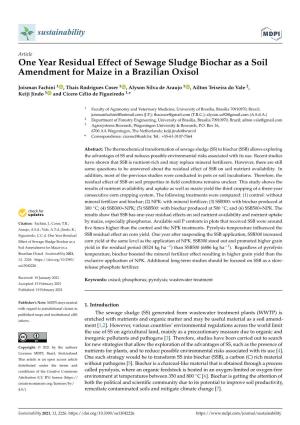 One Year Residual Effect of Sewage Sludge Biochar As a Soil Amendment for Maize in a Brazilian Oxisol