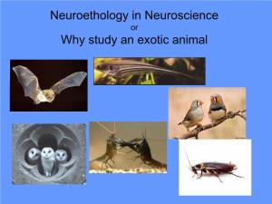 Neuroethology in Neuroscience Why Study an Exotic Animal