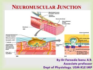 Neuromuscular Junctions  LEARNING OBJECTIVES: ➢ Components of the Neuromuscular Junction (NMJ) ➢ Physiological Anatomy of NMJ