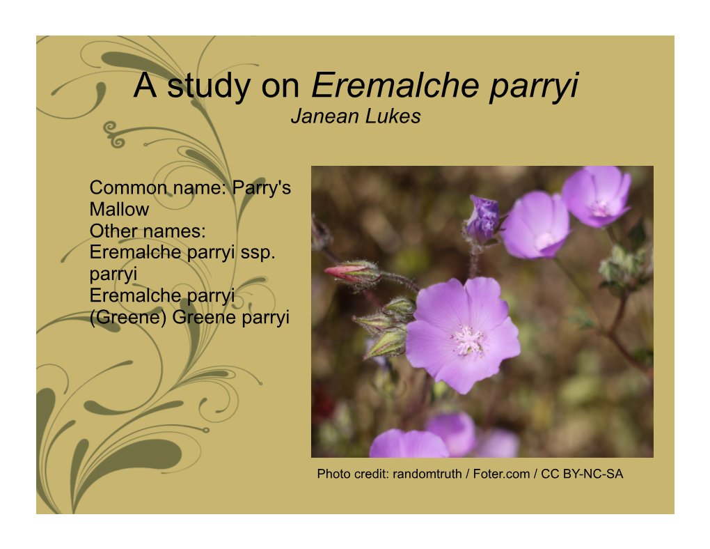 A Study on Eremalche Parryi Janean Lukes