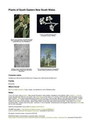 Eucalyptus Racemosa Subsp