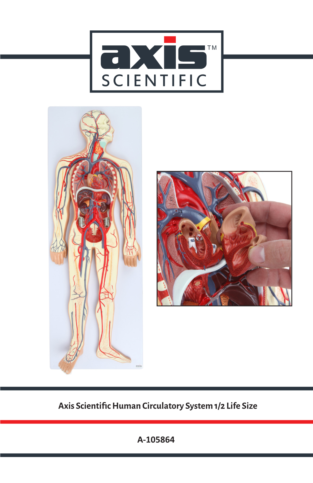 Axis Scientific Human Circulatory System 1/2 Life Size A-105864