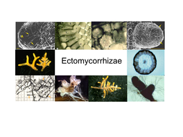 Ectomycorrhizae Mycorrhiza: a Symbiotic, Non Pathogenic, Relationship Between a Fungus and a Plant Root