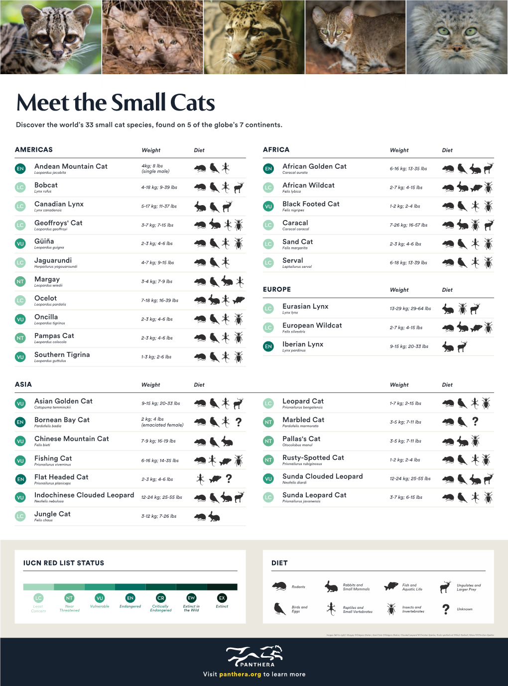 Flat Headed Cat Andean Mountain Cat Discover the World's 33 Small