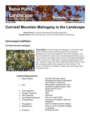 Curl-Leaf Mountain Mahogany in the Landscape