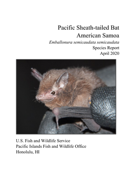 Pacific Sheath-Tailed Bat American Samoa Emballonura Semicaudata Semicaudata Species Report April 2020