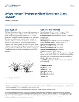 Liriope Muscari 'Evergreen Giant'