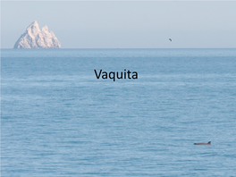 Vaquita Captures