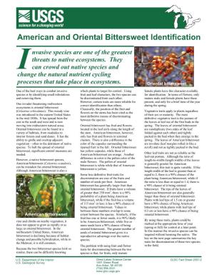 American and Oriental Bittersweet Identification